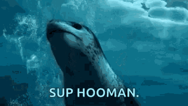Seal Swim GIF - Seal Swim Underwater GIFs