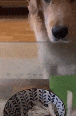 a dog is standing in front of a bowl of food .