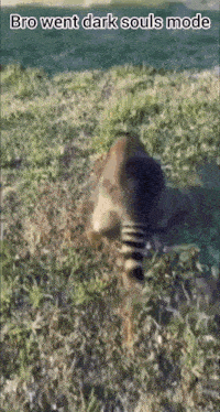 a raccoon is walking in the grass in a dark souls mode .