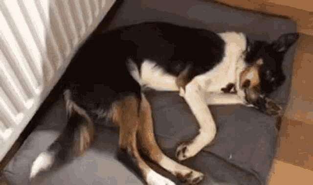 a black and white dog is sleeping on a gray dog bed next to a radiator .