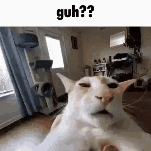 Huh Side Eye Cat GIF - Huh Side Eye Cat GIFs