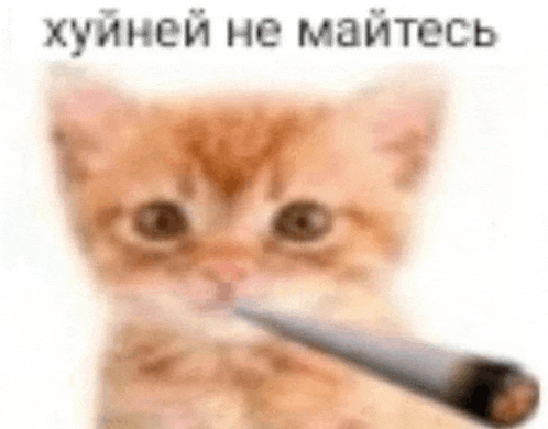 a kitten is holding a cigarette in its mouth and smoking it .