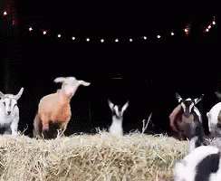 Parkour Deer GIF - Cute Animals Jump GIFs