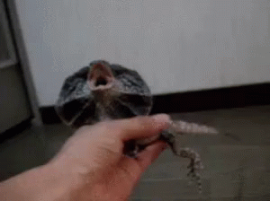 エリマキトカゲ トカゲ　動物 GIF - Frilled Neck Lizard Lizard Mouth GIFs