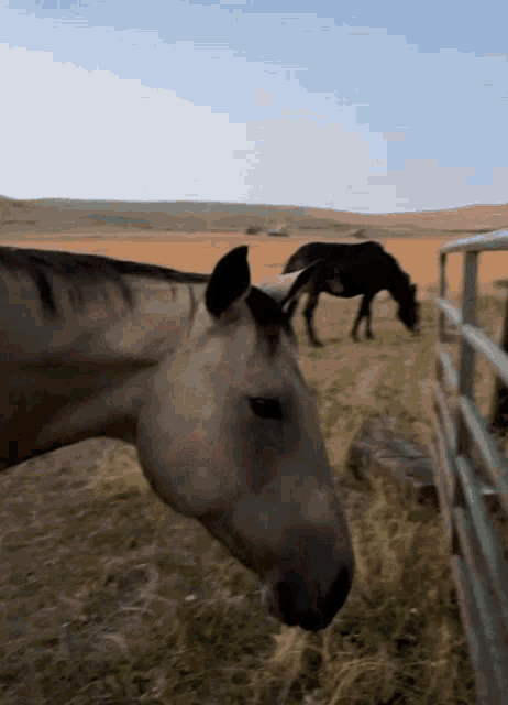 Angry Kitty Horse GIF - Angry Kitty Horse Cat GIFs
