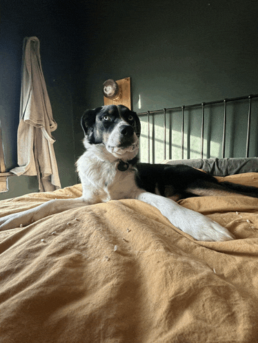 a black and white dog is laying on a bed looking at the camera