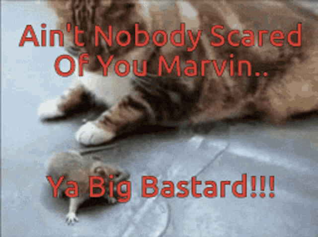 a picture of a cat and a mouse with the words ain t nobody scared of you marvin