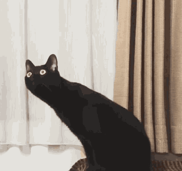 Cat Listening To Music Black Cat GIF - Cat Listening To Music Black Cat Cat GIFs