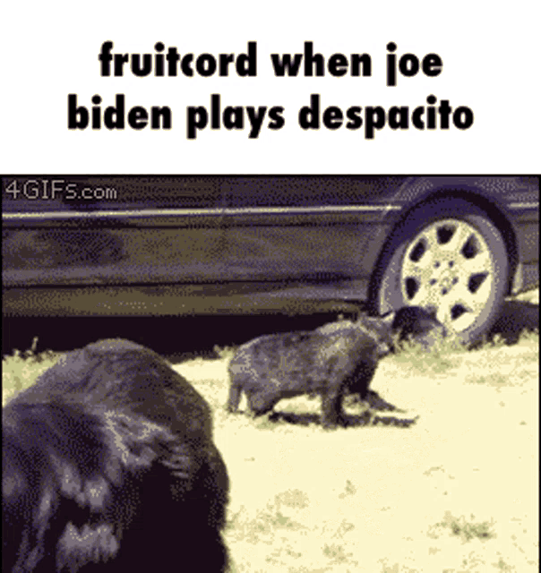 Joe Biden Elections GIF - Joe Biden Elections Discord GIFs