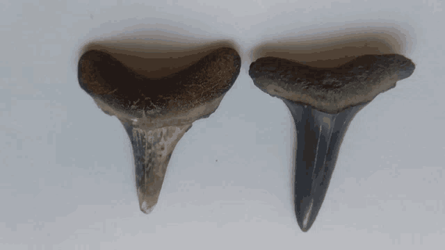 two shark teeth on a white surface one is brown and the other is black