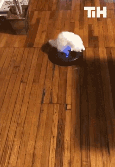 Cleaning Cat GIF - Cleaning Cat Vaccum GIFs