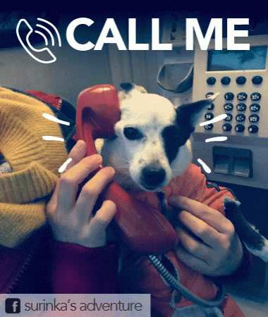 Call Me Telephone GIF - Call Me Telephone Dog GIFs