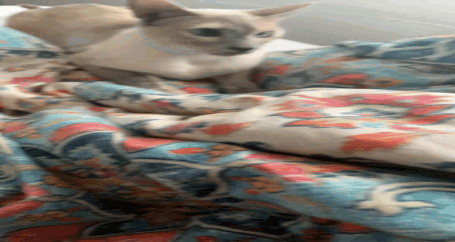 a cat laying on a bed with a floral blanket on it