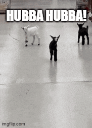 three goats are walking on a white floor with the words hubba hubba