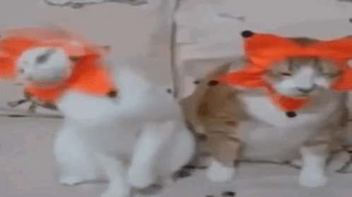 Silly Cat Gato GIF - Silly Cat Gato Cat GIFs