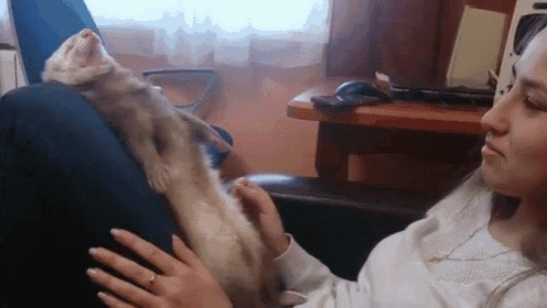 So...Tired... GIF - Ferret Face Plant GIFs