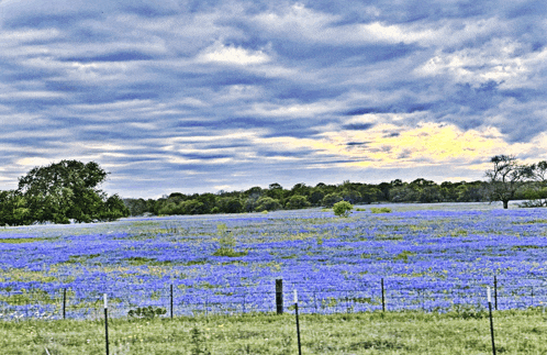 a field of purple flowers with a fence in the foreground
