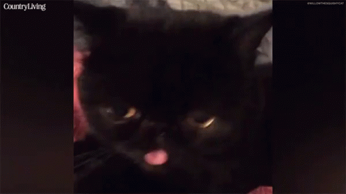 Meet Willow Willow The Cat GIF - Meet Willow Willow The Cat Black Cat GIFs