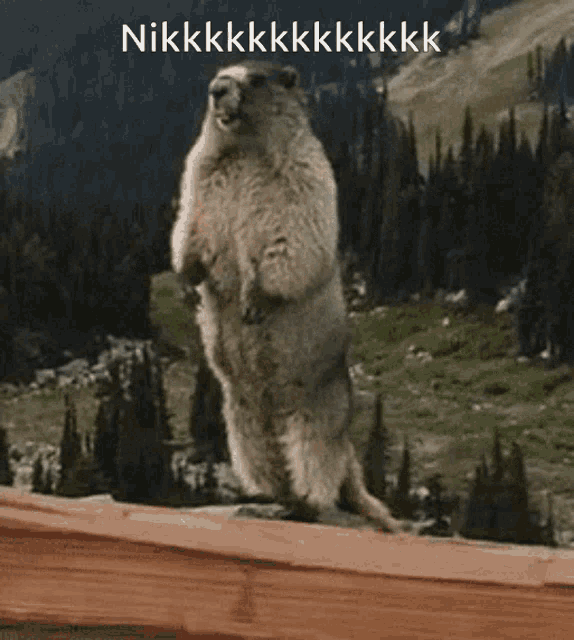 Nik Marmot GIF - Nik Marmot Calling Out GIFs