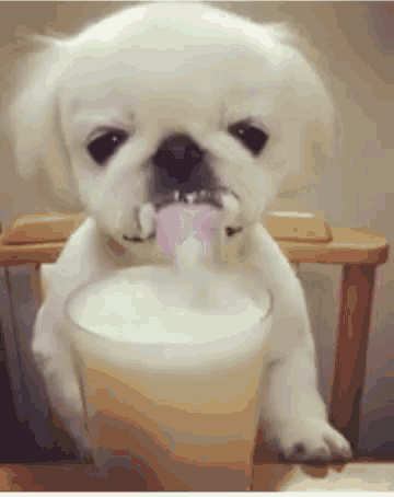 Dog Drinking GIF - Dog Drinking Milk GIFs