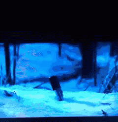 a shark is swimming in a tank with a blue light shining on it