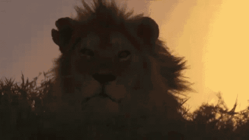 a close up of a lion 's face against a sunset sky