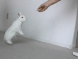 Http://Animalgifanime.Tumblr.Com/ GIF - Animal Rabbit Bunny GIFs