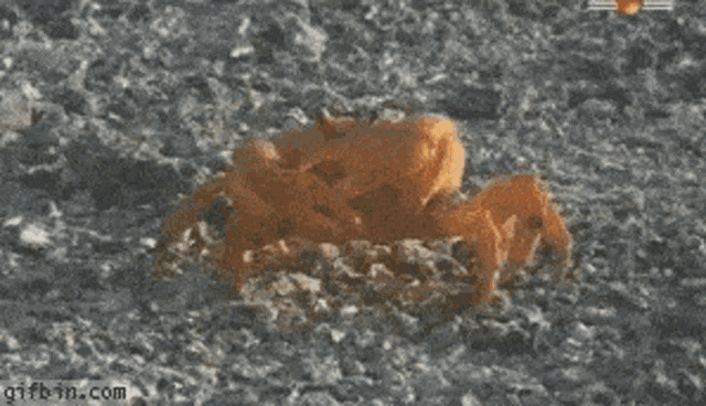 a crab is laying in the sand with the words like i give a fuck below it