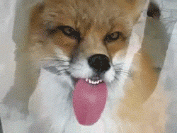Tastes Good GIF - Fox Bleh Tongue Out GIFs
