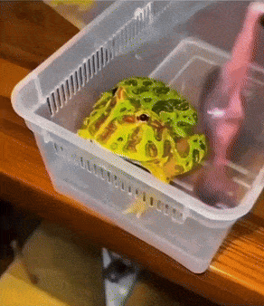 a frog is sitting in a plastic container on a table