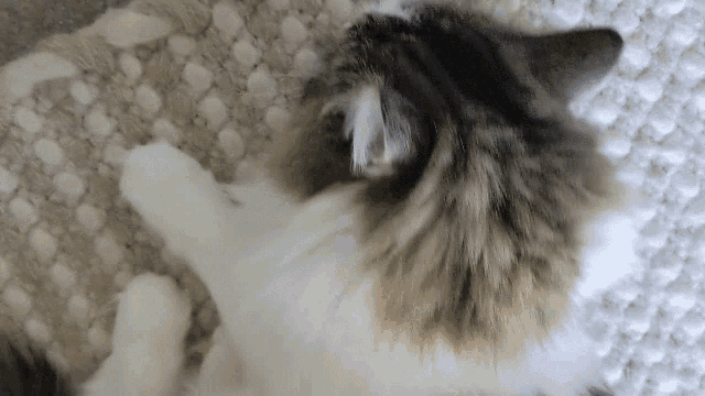 a cat is laying on its back on a white blanket