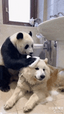 a panda bear brushes a dog 's head in a bathroom