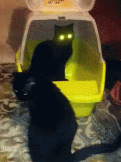 Always Watching GIF - Cats Lasers Eyes GIFs