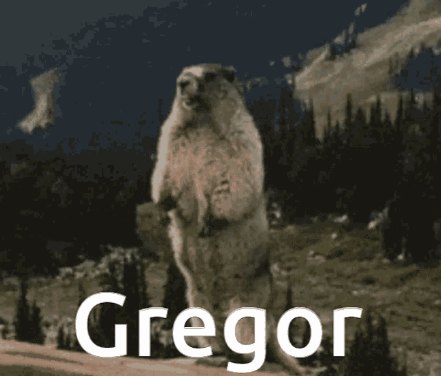 Gregorshouting Squirrelwierd GIF - Gregorshouting Squirrelwierd GIFs