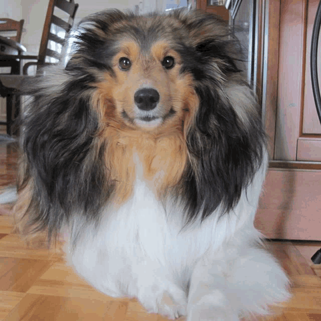 a brown and white dog is sitting on the floor