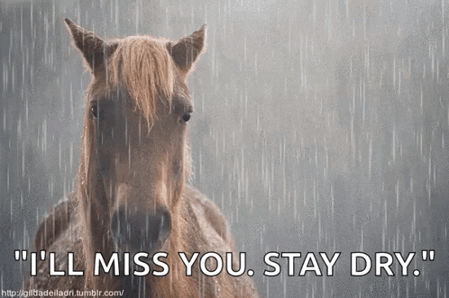 a horse in the rain with the words " i 'll miss you stay dry " written below it