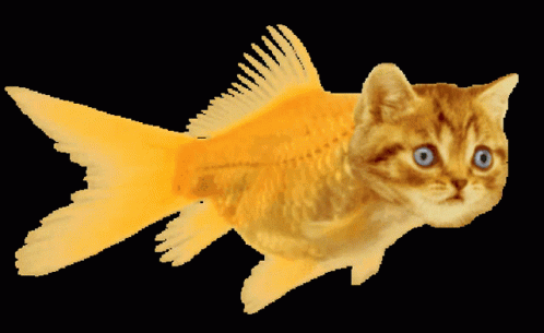 Fish Cat GIF - Fish Cat Transparent GIFs