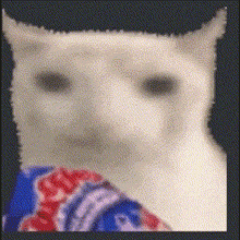a blurry picture of a white cat wearing a blue and red shirt