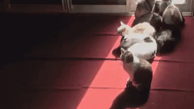 милые котики животные животное GIF - Cat Sunlight Follow GIFs