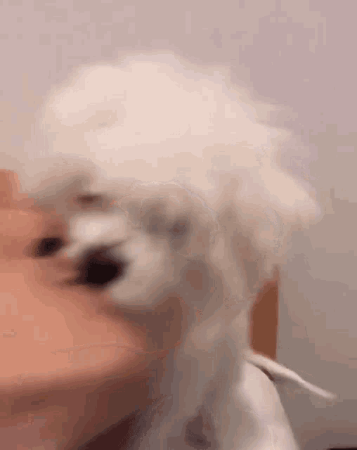 a close up of a small white dog licking a person 's face .