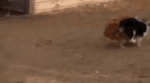 Funny Animals Dogs GIF - Funny Animals Dogs Chickens GIFs