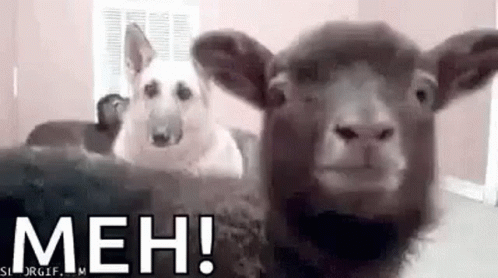 Goat Meh GIF - Goat Meh GIFs