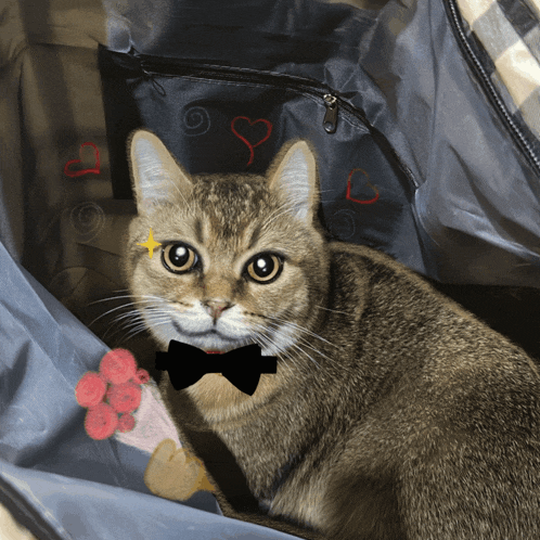 a cat wearing a bow tie holds a bouquet of flowers