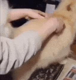 a person is petting a dog on a bed in a living room .