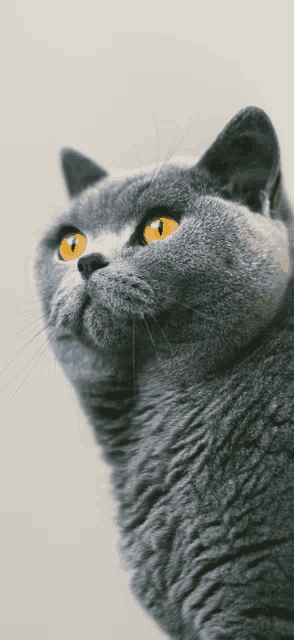 a close up of a grey cat with yellow eyes looking up