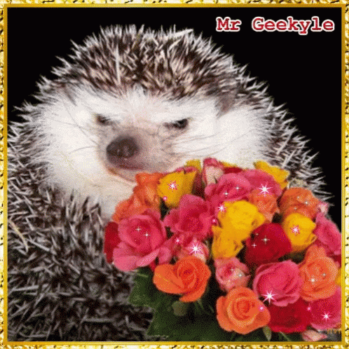 Mrgeekyle Porcupine GIF - Mrgeekyle Porcupine Roses GIFs