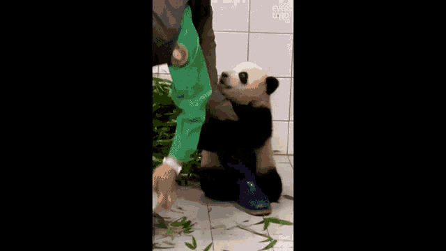 Korean Panda GIF - Korean Panda GIFs