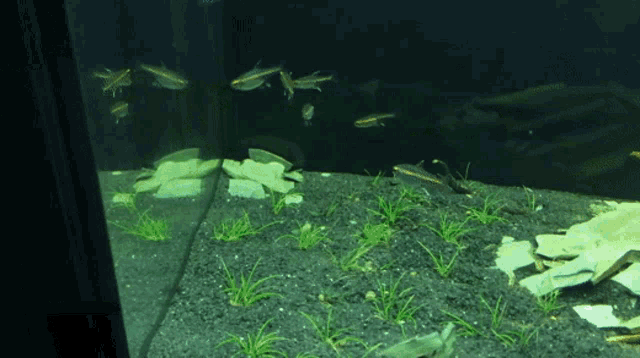 How To Introduce Neon Tetras To A Bett GIF