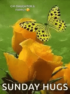 Butterfly Yellow Rose GIF - Butterfly Yellow Rose Sunday Hugs GIFs