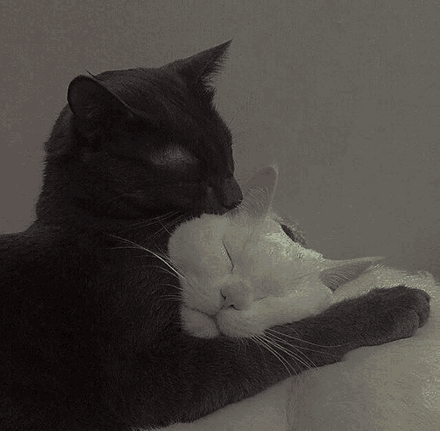 a black cat and a white cat hugging each other with their eyes closed